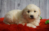 AKC Registered Golden Retriever For Sale Fredericksburg, OH Male- Odie