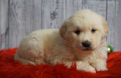 AKC Registered Golden Retriever For Sale Fredericksburg, OH Male- Odie