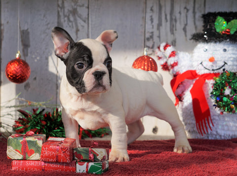 AKC Registered French Bulldog For Sale Millersburg, OH Female- Lucy