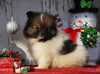 ACA Registered Pomeranian For Sale Millersburg, OH Female- Stella