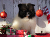 ACA Registered Pomeranian For Sale Millersburg, OH Female- Stella