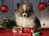 ACA Registered Pomeranian For Sale Millersburg, OH Male- Jax