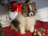 ACA Registered Pomeranian For Sale Millersburg, OH Male- Jax