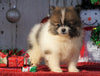 ACA Registered Pomeranian For Sale Millersburg, OH Female- Missy
