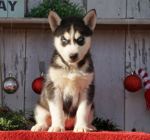 AKC Registered Siberian Husky For Sale Millersburg, OH Female- Luna