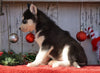 AKC Registered Siberian Husky For Sale Millersburg, OH Female- Mia
