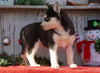 AKC Registered Siberian Husky For Sale Millersburg, OH Female- Mia