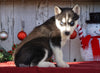 AKC Registered Siberian Husky For Sale Millersburg, OH Female- Mia