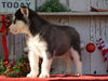 AKC Registered Siberian Husky For Sale Millersburg, OH Male- Blake