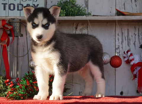 AKC Registered Siberian Husky For Sale Millersburg, OH Male- Blake