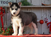 AKC Registered Siberian Husky For Sale Millersburg, OH Male- Blake