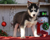 AKC Registered Siberian Husky For Sale Millersburg, OH Female- Candy