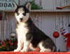 AKC Registered Siberian Husky For Sale Millersburg, OH Female- Dolly