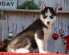 AKC Registered Siberian Husky For Sale Millersburg, OH Female- Callie