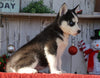 AKC Registered Siberian Husky For Sale Millersburg, OH Female- Callie