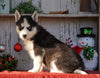 AKC Registered Siberian Husky For Sale Millersburg, OH Female- Callie