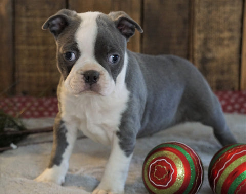 AKC Registered Boston Terrier For Sale Wooster, OH Male- Jasper
