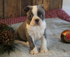 AKC Registered Boston Terrier For Sale Wooster, OH Male- Jasper