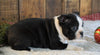 AKC Registered Boston Terrier For Sale Wooster, OH Female- Jewel