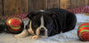 AKC Registered Boston Terrier For Sale Wooster, OH Male- Jay