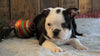 AKC Registered Boston Terrier For Sale Wooster, OH Female- Jada