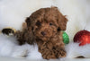 Miniature Poodle For Sale Fredericksburg, OH Male- Bingo