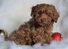 Miniature Poodle For Sale Fredericksburg, OH Male- Bingo