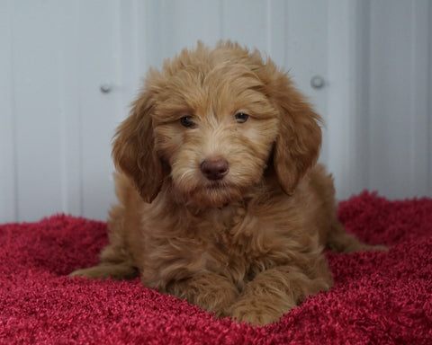 CKC Registered F1B Standard Goldendoodle For Sale Danville, OH Female- Lindsey