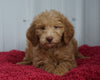 CKC Registered F1B Standard Goldendoodle For Sale Danville, OH Female- Lindsey