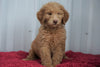CKC Registered F1B Standard Goldendoodle For Sale Danville, OH Female- Lindsey
