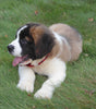 AKC Registered Saint Bernard For Sale Sugarcreek, OH Male- Max