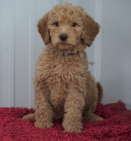 CKC Registered F1B Standard Goldendoodle For Sale Danville, OH Female- Betsy