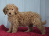 CKC Registered F1B Standard Goldendoodle For Sale Danville, OH Female- Betsy