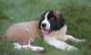 AKC Registered Saint Bernard For Sale Sugarcreek, OH Male- Max