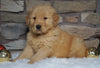 AKC Registered Golden Retriever For Sale Fredericksburg, OH Male- Dexter