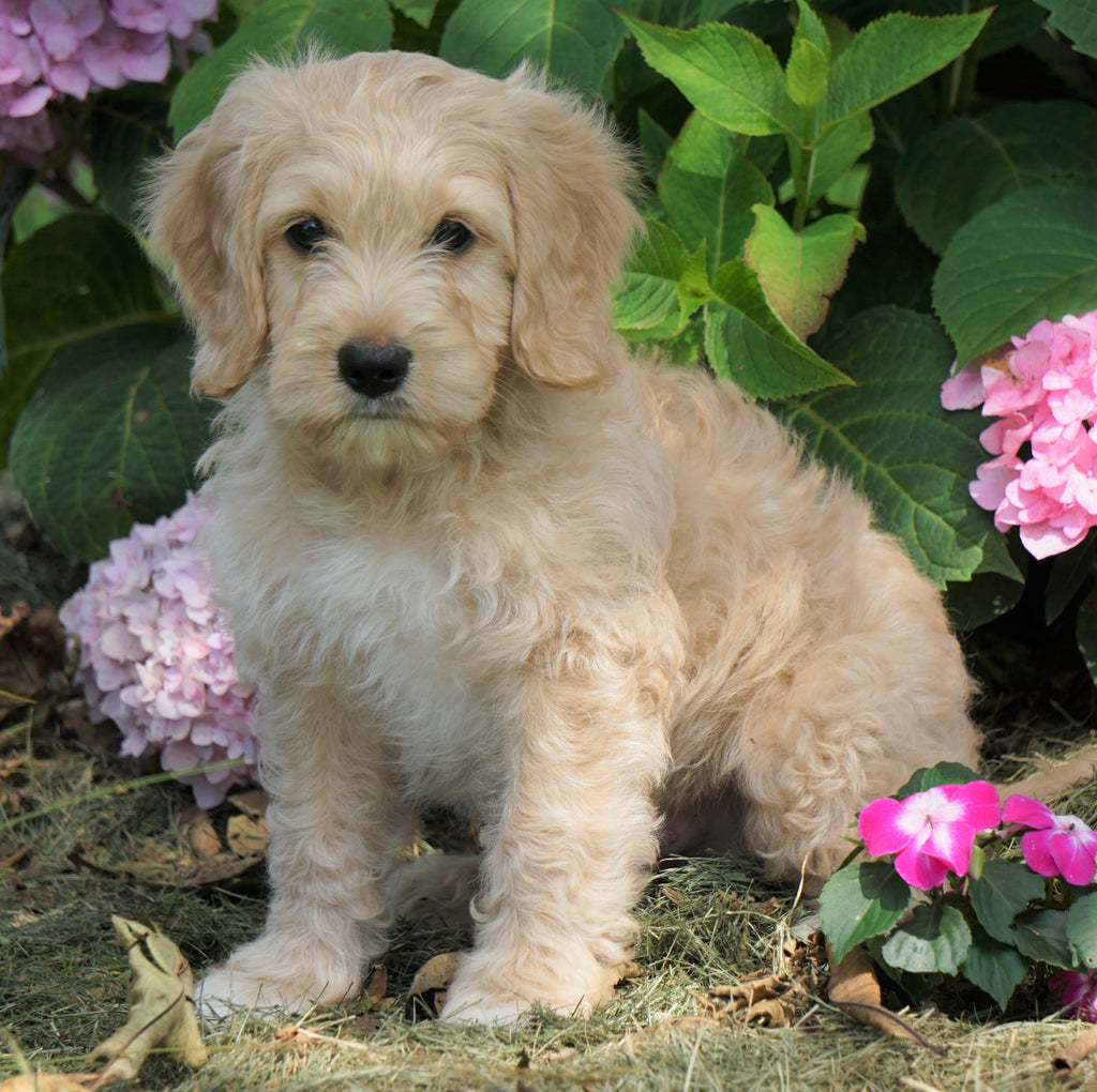 Mini F1B Labradoodle For Sale Millersburg, OH Male Homer AC Puppies LLC