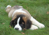 AKC Registered Saint Bernard For Sale Sugarcreek, OH Male- Max