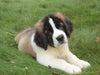 AKC Registered Saint Bernard For Sale Sugarcreek, OH Male- Max