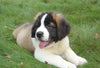 AKC Registered Saint Bernard For Sale Sugarcreek, OH Male- Max