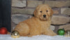 AKC Registered Golden Retriever For Sale Fredericksburg, OH Male- Dexter
