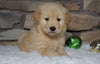 AKC Registered Golden Retriever For Sale Fredericksburg, OH Female- Cindy