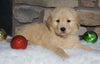 AKC Registered Golden Retriever For Sale Fredericksburg, OH Female- Cindy