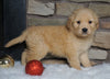 AKC Registered Golden Retriever For Sale Fredericksburg, OH Male- Rex