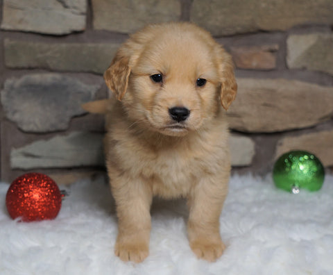 AKC Registered Golden Retriever For Sale Fredericksburg, OH Male- Rex