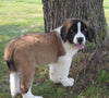 AKC Registered Saint Bernard For Sale Sugarcreek, OH Male- Max