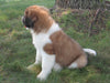 AKC Registered Saint Bernard For Sale Sugarcreek, OH Male- Chief