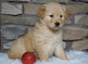 AKC Registered Golden Retriever For Sale Fredericksburg, OH Female- Holly