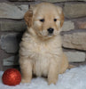 AKC Registered Golden Retriever For Sale Fredericksburg, OH Female- Holly