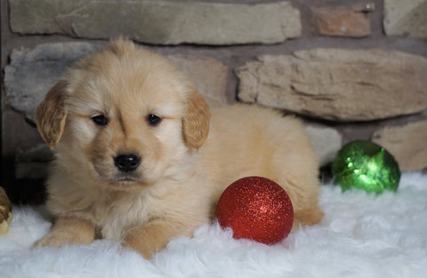 AKC Registered Golden Retriever For Sale Fredericksburg, OH Male- Logan