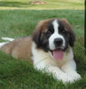 AKC Registered Saint Bernard For Sale Sugarcreek, OH Male- Chief